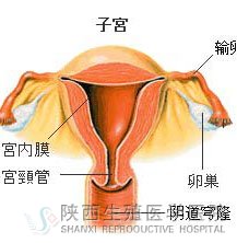 �ӌm��Ĥ�������І�