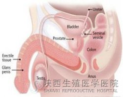 ѪҺ�����܌�����o��������